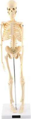 Obrázek produktu pro 1ks anatomický model lidské kostry Lékařská učební pomůcka se základnou