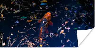 Produktbild von MuchoWow® Poster Ein farbiger Koi-Karpfen in einem Teich 120x60 cm - Bild