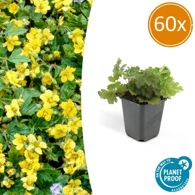 Image de Waldsteinia ternata | 60 pièces - 10-25cm - Ø9cm - Plante de jardin