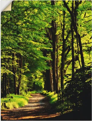 Produktbild von ARTland Wandbild, selbstklebend Weg im Wald Größe: 45x60 cm