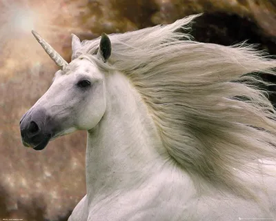 Produktbild von Langrish, Bob - Mini-Poster - Unicorn
