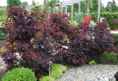Produktbild von Perückenstrauch Royal Purple - Cotinus coggygria (40-60 cm)