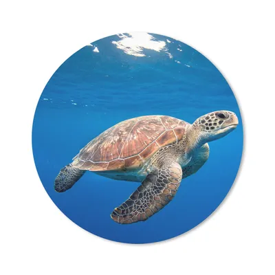 Produktbild von MuchoWow® Mauspad Mousepad Schildkröte im Ozean 50x50 cm - Mousepads - Maus Mat - Pad - Mausunterlage - Vinyl