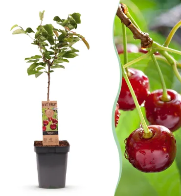 Immagine prodotto di Pianta da frutto - Ciliegio - Prunus avium Regina - Ciliegio rosso - 80-90cm - Ø21cm - Pianta da giardino