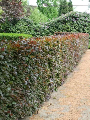 Produktbild von Blutbuche Fagus sylvatica Atropunicea 60-80 cm im Topf, 12x Heckenpflanze