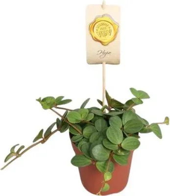 Produktbild von Zwergpfeffer Peperomia Hope Zimmerpflanze Ø12cm 15cm pflegeleicht Grünpflanze