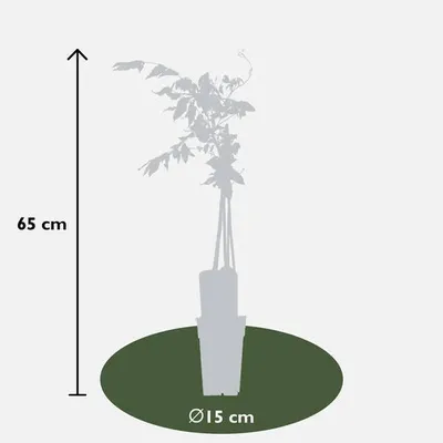 Zdjęcie produktu dla Glicynia rózowa Wisteria floribunda ‘Rosea’ - roslina ogrodowa, srednica 15cm