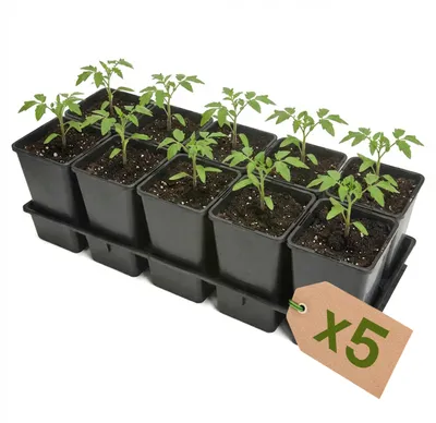 Produktbild von Garronda 5 Stück Anzuchttray Pflanzenträger für Kulturtöpfe für Gewächshaus (Anzuchttray mit 10 x 1,7 L Töpfe) GD-KW-T