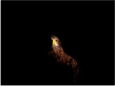 Produktbild von MuchoWow® Poster Europäischer Seeadler auf schwarzem Hintergrund 160x120 cm - Foto Plakat