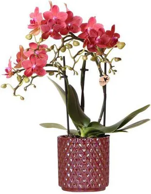 Obrázek produktu pro Orchidej Phalaenopsis „Congo“ cervená - pokojová rostlina se 2 - 3 kvetenstvími