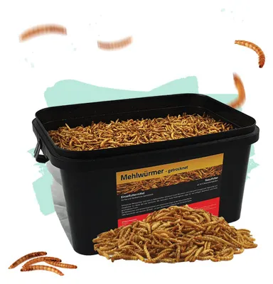 Mehlwürmer 5 Liter | Für Koi, Vögel, Igel, Hühner, Hamster