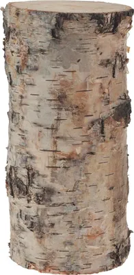 Image de Tronc de bouleau pour bricolage Déco en 7 x 15 cm