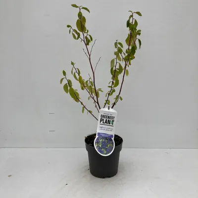 Immagine prodotto di Ceanothus del. 'Henri Défossé' - Floribunda | 25-30 cm in vaso