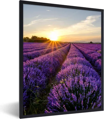Produktbild von MuchoWow® Gerahmtes Poster Lavendel - Blumen - Sonnenuntergang - Lila 60x80 cm - Poster mit Schwarzem Bilderrahmen Wandposter Rahmen Foto Bilder - Premium - Wanddeko Wohnzimmer