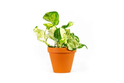 Obrázok produktu pre Gardners Epipremnum Happy Leaf, priemer 12 cm