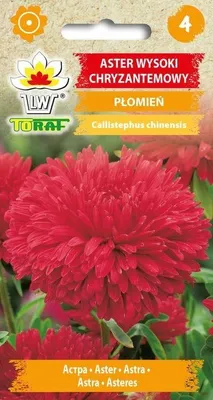 Zdjęcie produktu dla Aster Chryzantemowy Płomień Nasiona Kwiatów Toraf 421