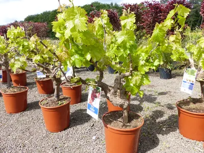 Produktbild von Vitis Vinifera kernlos rote & helle Trauben Weinstock, knorrige Weinrebe, Weintraube
