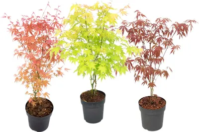 Zdjęcie produktu dla Klon japoński - 3 szt - Acer palmatum - Wysokość 60-70cm - ⌀19cm