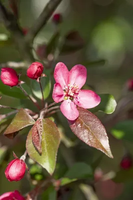 Produktbild von Malus 'Liset', Zierapfel, dunkelrot, 60–100 cm