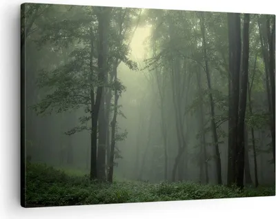 Produktbild von Bild auf Leinwand - Leinwandbild - Wald Nebel Baum - 70x50cm - Wand Bild - Wanddeko - Wandbilder - Leinwanddruck - Bilder - Kunstdruck - Wanddekoration - Leinwand bilder - Wandkunst - AA70x50-3543