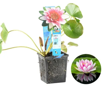 Produktbild von Bloomique - Nymphaea Attraction - Rote Seerose - Zone 4 - Teichpflanzen Winterhart - Wasserpflanzen - Höhe 20-30 cm - Topf 11 cm