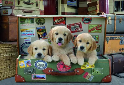 Produktbild von Educa - Hunde im Koffer 500 Teile Puzzle