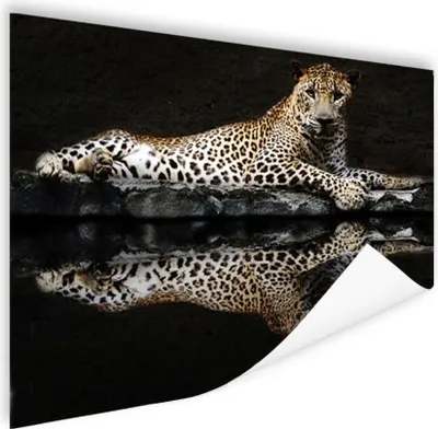 Produktbild von MuchoWow® Poster Leopard - Wasser - Wald 160x120 cm - Foto Plakat