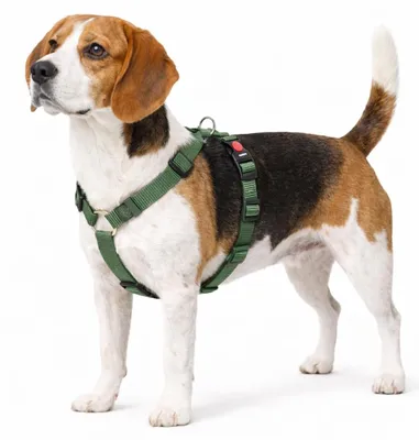 Produktbild von hundegeschirr - ziggi kaki H-Form - größe M - 45-65 cm / 55-70 cm - 20 mm - Nylo