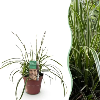 Produktbild von GreenboutiQ - Ziergräser - Carex morrowii Ice Dance - Weiß & Grün - 1 Pflanze - Immergrün - Winterhart - Topf 17cm Höhe 50cm