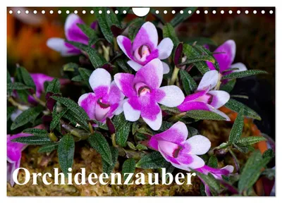 Produktbild von Orchideenzauber (Wandkalender 2027 DIN A4 quer), CALVENDO Monatskalender