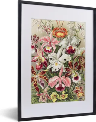 Produktbild von MuchoWow® Gerahmtes Poster Blumen - Ernst Haeckel - Jahrgang - Orchidee 30x40 cm - Poster mit Schwarzem Bilderrahmen Wandposter Rahmen Foto Bilder - Wandposter Schlafzimmer