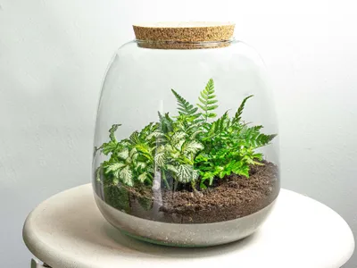 Produktbild von Pflanzenterrarium - Emma Mini - DIY kit - ↑ 20 cm