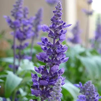 Image de 6 x sauge sclarée 'Blaukönigin' - Salvia nemorosa 'Blaukoenigin' | Pot 9cm x 9cm