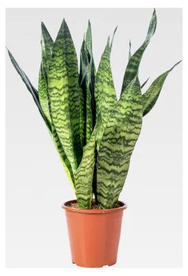 Produktbild von Bogenhanf - pflegeleichte Zimmerpflanze, Sansevieria zeylanica - Höhe ca. 65 cm, Topf-Ø 17 cm