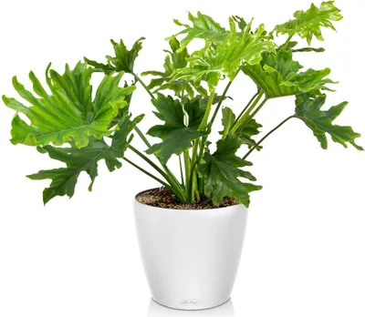 A potted plant in a white pot against a white background.