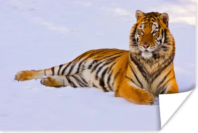 Produktbild von MuchoWow® Poster Tiger - Schnee - Winter - Tiere 60x40 cm - Schlafzimmerdekoration