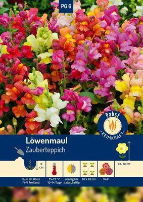 Artikelbild 1 von 'Löwenmaul Zauberteppich' aus der Kategorie Löwenmaulsamen