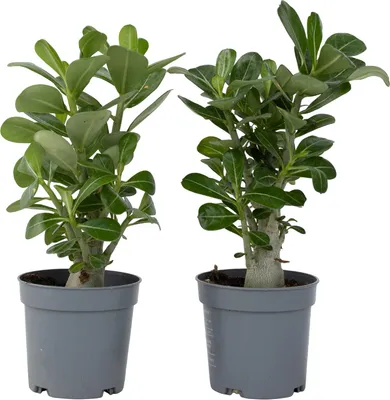 Produktbild von Wüstenrose - 2 Stk - Adenium obesum - Höhe 25-40cm - ⌀11cm