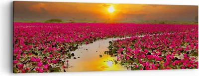 Produktbild von Bild auf Leinwand - Leinwandbild - See Blumen - 90x30cm - Wand Bild - Wanddeko - Wandbilder - Leinwanddruck - Bilder - Kunstdruck - Wanddekoration - Leinwand bilder - Wandkunst - AB90x30-3769