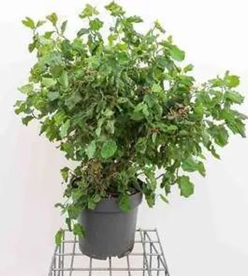 Produktbild von Corylus av. 'Twister' - Korkenzieher-Haselnuss Twister 60- 80 cm Container