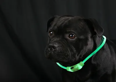 Produktbild von LED Leuchtband für Hunde Grün Hundehalsband mit Akku 3-6 Std. und Blinkfunktion