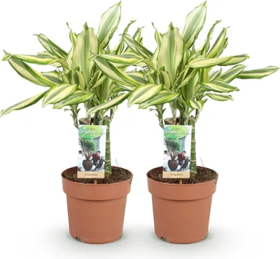 Obrázek produktu pro Dracaena fragrans Diamond Dream – 2 dračí stromy, 50–55 cm, 17 cm, nenáročné na péči, dekorace
