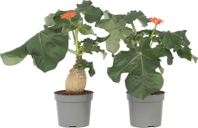 Produktbild von Flaschenpflanze - 2 Stk - Jatropha podagrica - Höhe 25-45cm - ⌀13cm
