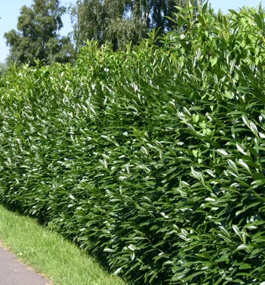 Produktbild von Lorbeerkirsche 'CAUCASICA' 20-30 cm, Cont. 2,5 l