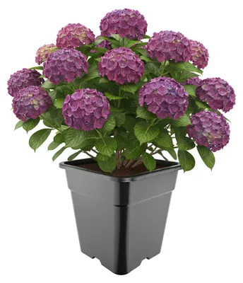 Produktbild von Garronda Hoher quadratischer Kunststoff-Blumentopf mit Drainagelöchern für Garten, Schwarz, 33 x 33 x 34 cm, 25 L GD-KW-HS