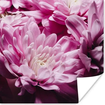 Produktbild von MuchoWow® Poster Blumen - Rosa - Natur 100x100 cm - Babyzimmer