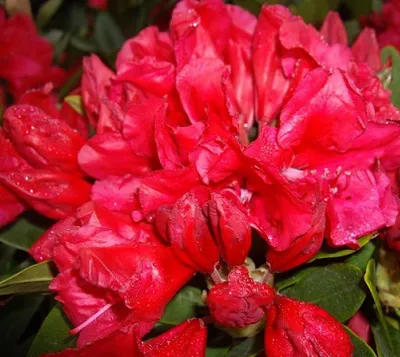 Immagine prodotto di Rhododendron yakushimanum 'Toro Toro' Azalea giapponese 40 - 50 cm