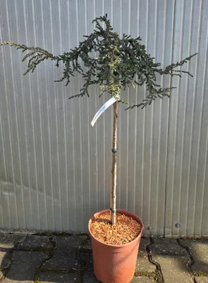 Zdjęcie produktu dla Juniperus communis Zeal – jałowiec pospolity szczepiony FP80/90cm C5