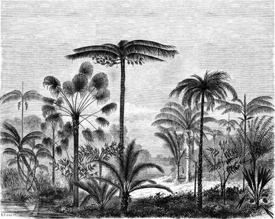 Immagine prodotto di ESTAhome fotomurale paesaggio con palme bianco e nero 350 x 279 cm