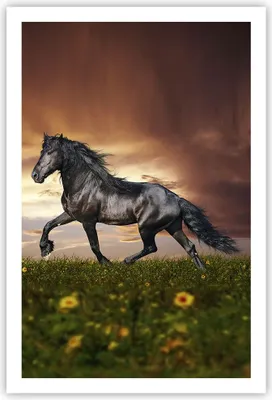 Produktbild von Poster - Poster ohne Rahmen - Pferd Tier Wiese - 61x91,5 cm - Wand Bild - Wanddeko - Wandbilder - Kunstposter - Wandposter - Bilder - Kunstdruck - Wanddekoration - Wandbild - P2XPA61x91-2608
